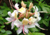 The Mountain Gardener | California Natives for Spectacular Containers Western Azalea