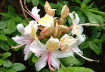 The Mountain Gardener | California Natives for Spectacular Containers Western Azalea