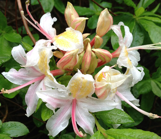 The Mountain Gardener | California Natives for Spectacular Containers Western Azalea