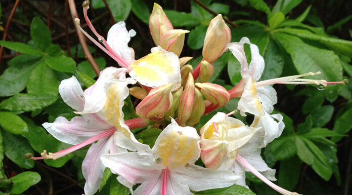 The Mountain Gardener | California Natives for Spectacular Containers Western Azalea