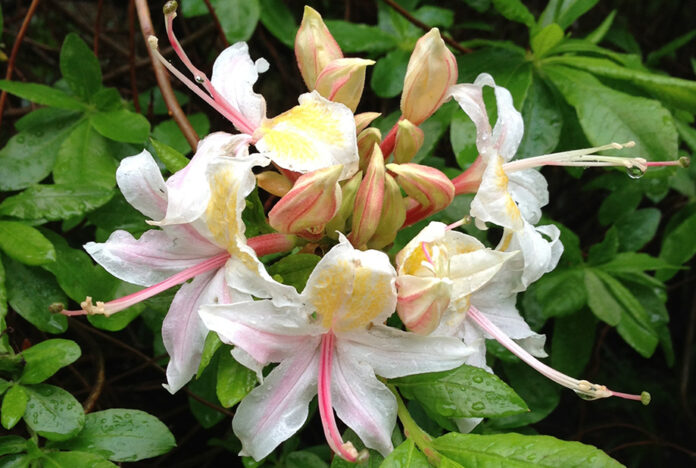 TMG Rhododendron_occidentale3 Western Azalea