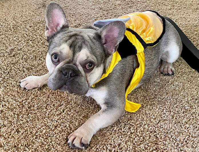 Winston the dog