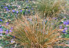 The Mountain Gardener | Add the Colors of a Sunset to Your Garden grasses