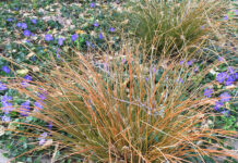 The Mountain Gardener | Add the Colors of a Sunset to Your Garden grasses