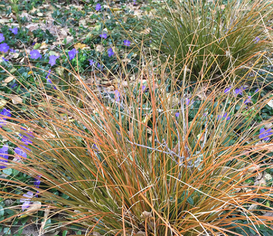 The Mountain Gardener | Add the Colors of a Sunset to Your Garden grasses