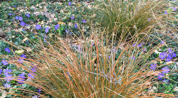 The Mountain Gardener | Add the Colors of a Sunset to Your Garden grasses