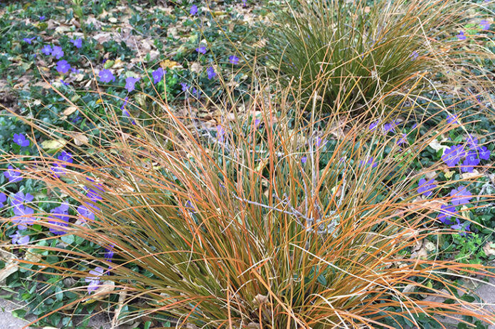 TMG carex-testacea grasses