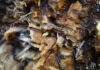 Felton, Santa Cruz meetings planned on invasive shothole borer Invasive Shothole Borers in Castor Bean
