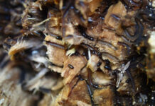Felton, Santa Cruz meetings planned on invasive shothole borer Invasive Shothole Borers in Castor Bean