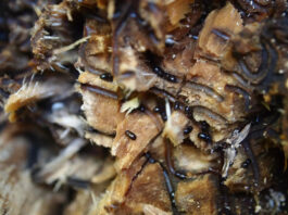 Felton, Santa Cruz meetings planned on invasive shothole borer Invasive Shothole Borers in Castor Bean