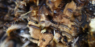 Felton, Santa Cruz meetings planned on invasive shothole borer Invasive Shothole Borers in Castor Bean