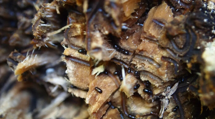 Felton, Santa Cruz meetings planned on invasive shothole borer Invasive Shothole Borers in Castor Bean