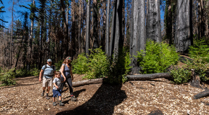 Friends of Santa Cruz State Parks celebrates 50 years Big Basin Redwoods State Park
