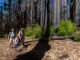 Friends of Santa Cruz State Parks celebrates 50 years Big Basin Redwoods State Park