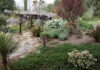 The Mountain Gardener | Groundcover Ideas for a Changing World manzanita