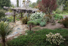 The Mountain Gardener | Groundcover Ideas for a Changing World manzanita
