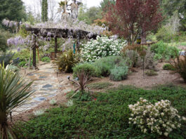 The Mountain Gardener | Groundcover Ideas for a Changing World manzanita