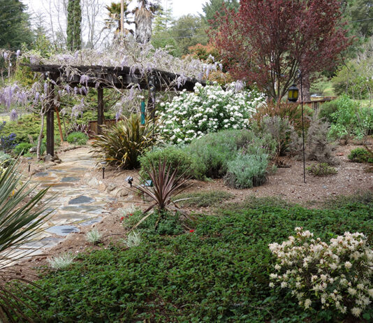 The Mountain Gardener | Groundcover Ideas for a Changing World manzanita
