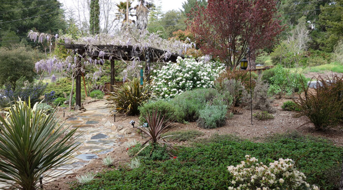 The Mountain Gardener | Groundcover Ideas for a Changing World manzanita