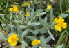 The Mountain Gardener | Gardening Tips for Sandy Soil Bush Poppy