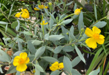 The Mountain Gardener | Gardening Tips for Sandy Soil Bush Poppy