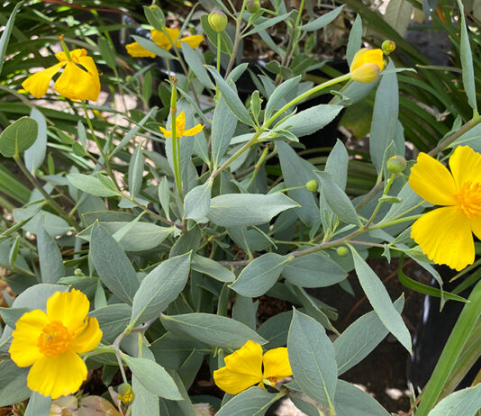 The Mountain Gardener | Gardening Tips for Sandy Soil Bush Poppy