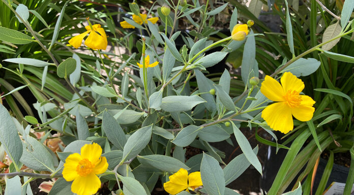 The Mountain Gardener | Gardening Tips for Sandy Soil Bush Poppy