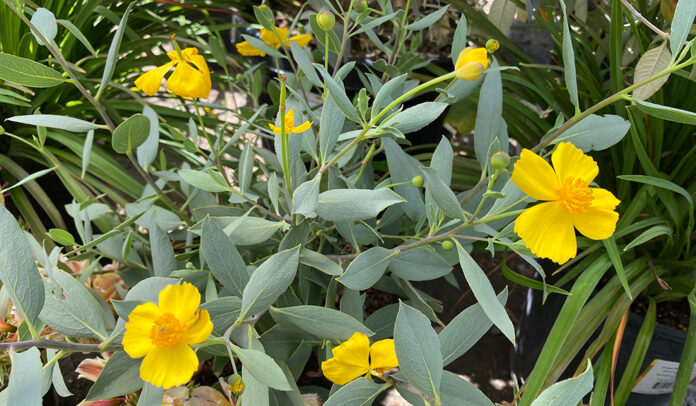 TMG dendromecon.rigida Bush Poppy