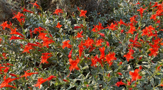 The Mountain Gardener | How to Garden in Clay Soil California fuchsia