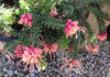 The Mountain Gardener | September in the Garden grevillea lanigera