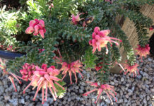 The Mountain Gardener | September in the Garden grevillea lanigera