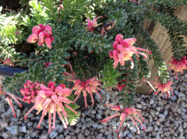 The Mountain Gardener | September in the Garden grevillea lanigera