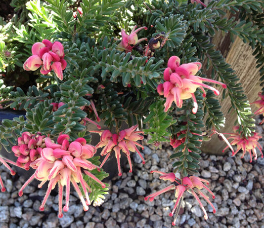 The Mountain Gardener | September in the Garden grevillea lanigera