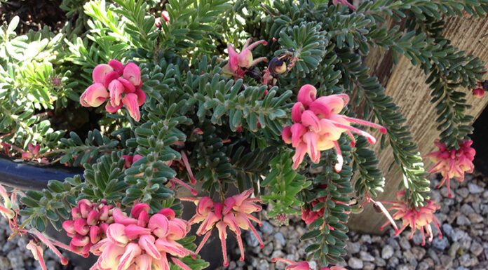 The Mountain Gardener | September in the Garden grevillea lanigera