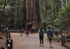 Central Coast Good Fire Fair returns Saturday to Henry Cowell Redwoods State Park Henry Cowell Redwoods State Park