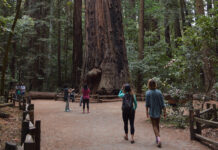 Central Coast Good Fire Fair returns Saturday to Henry Cowell Redwoods State Park Henry Cowell Redwoods State Park