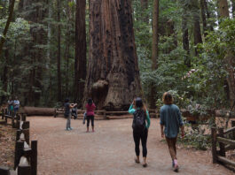 Central Coast Good Fire Fair returns Saturday to Henry Cowell Redwoods State Park Henry Cowell Redwoods State Park