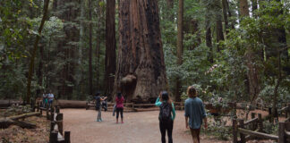 Central Coast Good Fire Fair returns Saturday to Henry Cowell Redwoods State Park Henry Cowell Redwoods State Park