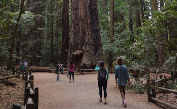 Central Coast Good Fire Fair returns Saturday to Henry Cowell Redwoods State Park Henry Cowell Redwoods State Park