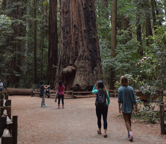 Central Coast Good Fire Fair returns Saturday to Henry Cowell Redwoods State Park Henry Cowell Redwoods State Park
