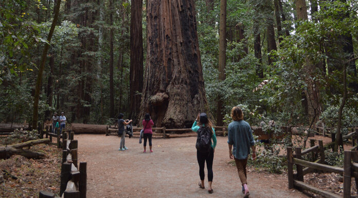 Central Coast Good Fire Fair returns Saturday to Henry Cowell Redwoods State Park Henry Cowell Redwoods State Park