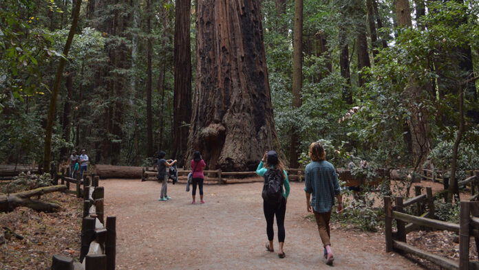 Henry Cowell Redwoods State Park