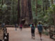 Central Coast Good Fire Fair returns Saturday to Henry Cowell Redwoods State Park Henry Cowell Redwoods State Park