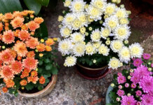 The Mountain Gardener | Mums Are More Than Fall Color Mums
