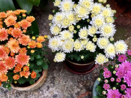 The Mountain Gardener | Mums Are More Than Fall Color Mums