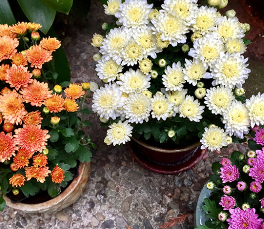 The Mountain Gardener | Mums Are More Than Fall Color Mums