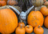 The Mountain Gardener | Halloween Brings Seasonal Color to the Garden ghoul with pumpkins