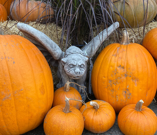 The Mountain Gardener | Halloween Brings Seasonal Color to the Garden ghoul with pumpkins