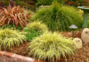 The Mountain Gardener | Ornamental Grasses in the Garden grasses