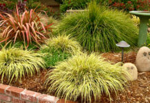 The Mountain Gardener | Ornamental Grasses in the Garden grasses